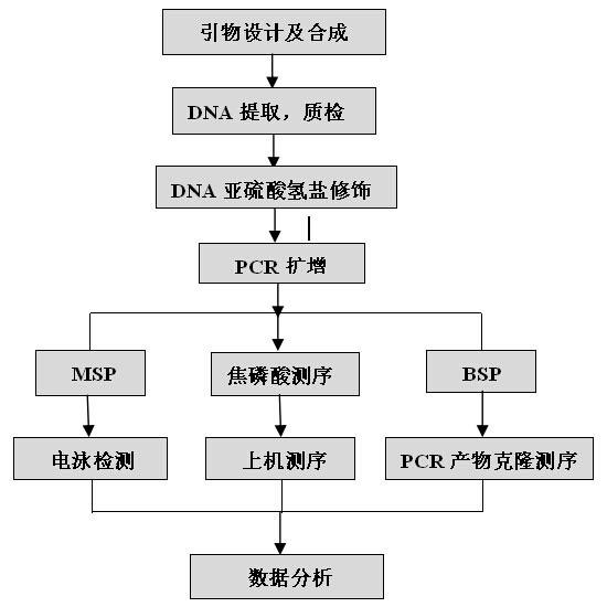 DNA甲基化检测