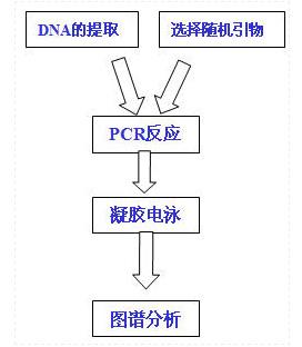 RAPD技术1