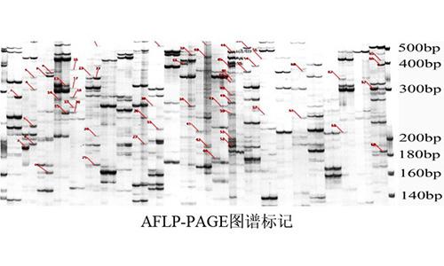 22 AFLP-PAGE图谱标记