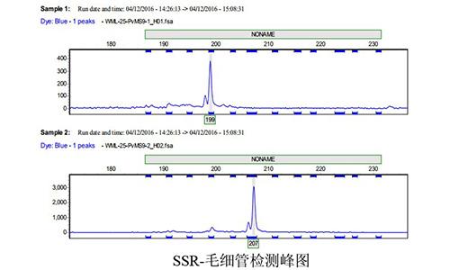 07 SSR-毛细管检测峰图