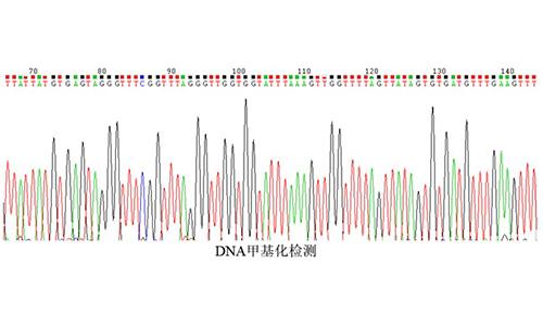 18 DNA甲基化检测