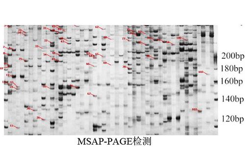 15 MSAP-PAGE检测