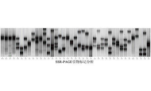 13 SSR-PAGE引物标记分析