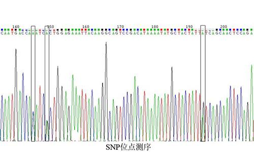 05 SNP位点测序